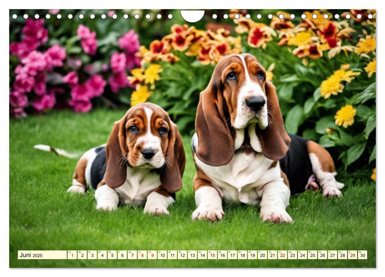 Bild: 9783457054208 | Basset Hound - unverkennbar (Wandkalender 2025 DIN A4 quer),...