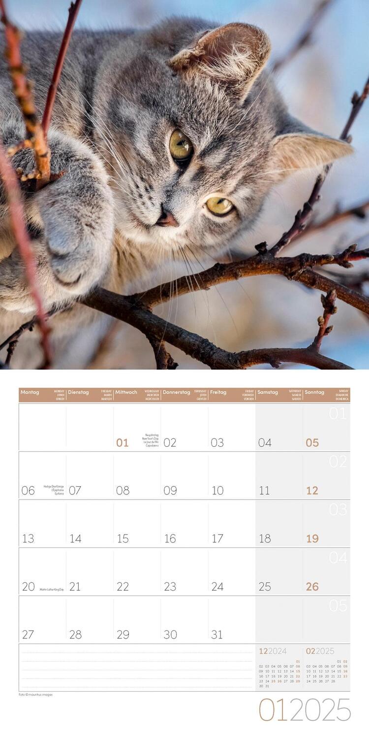 Bild: 9783838445205 | Katzen Kalender 2025 - 30x30 | Ackermann Kunstverlag | Kalender | 2025