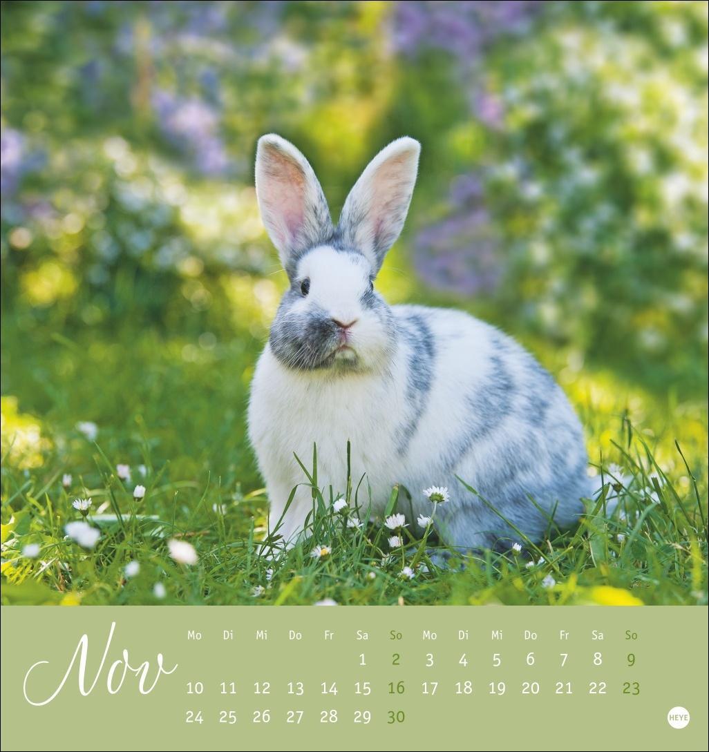 Bild: 9783756407057 | Süße Kaninchen Postkartenkalender 2025 | Kalender | Spiralbindung