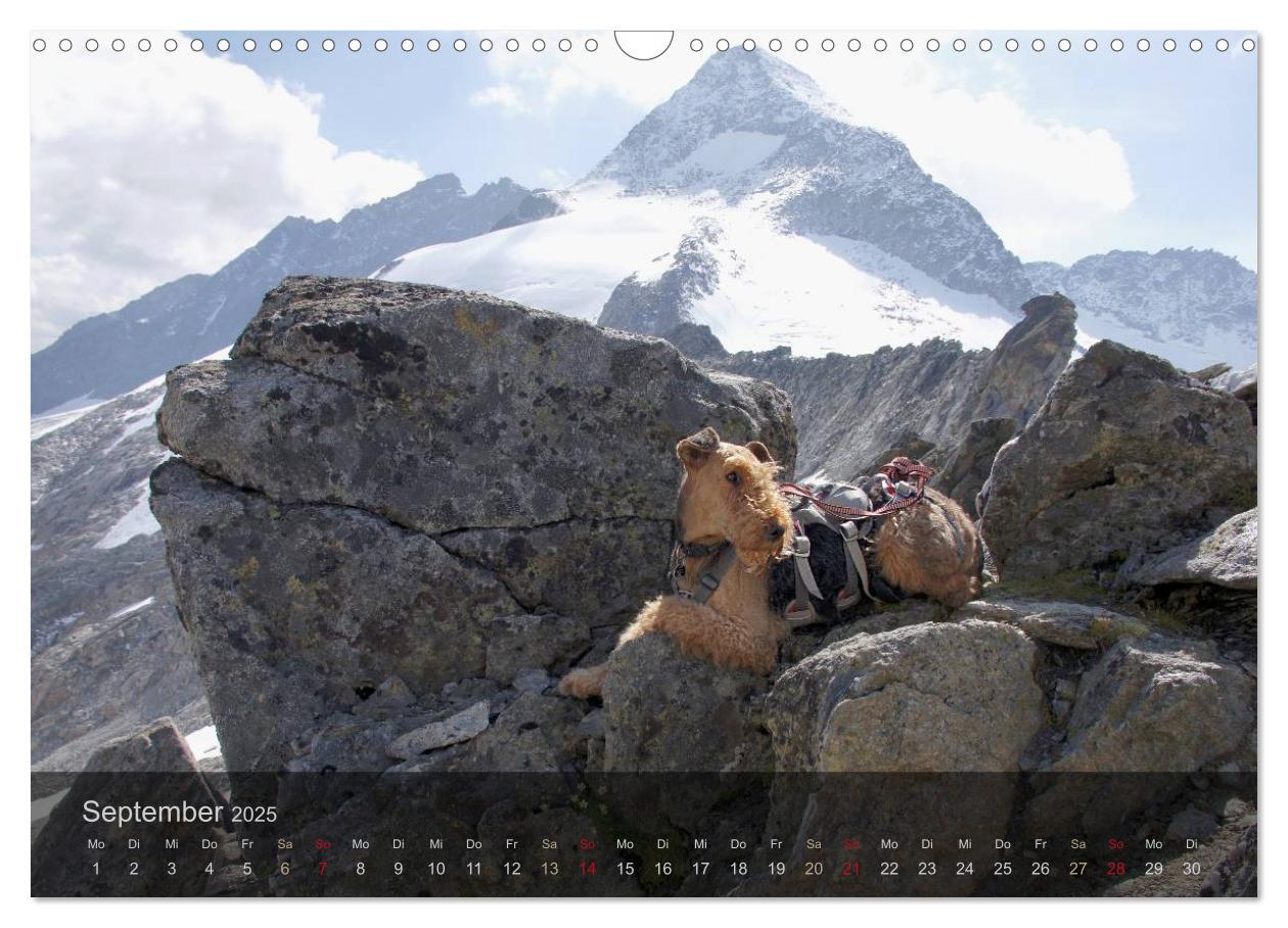 Bild: 9783435559176 | Der Bergdale - mit Hund im Hochgebirge (Wandkalender 2025 DIN A3...