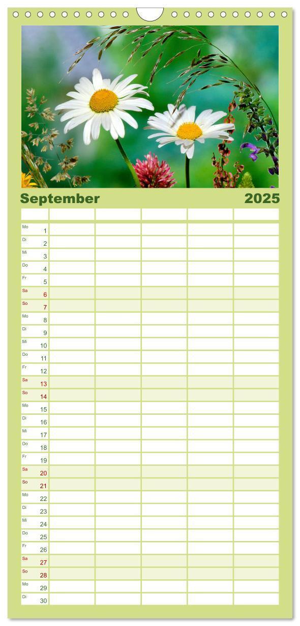 Bild: 9783457120347 | Familienplaner 2025 - Wildblumen 2025 mit 5 Spalten (Wandkalender,...