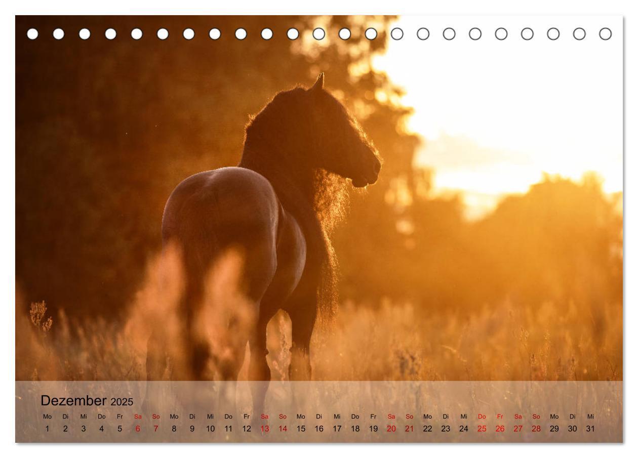 Bild: 9783435288441 | Pferdezauber 2025 (Tischkalender 2025 DIN A5 quer), CALVENDO...