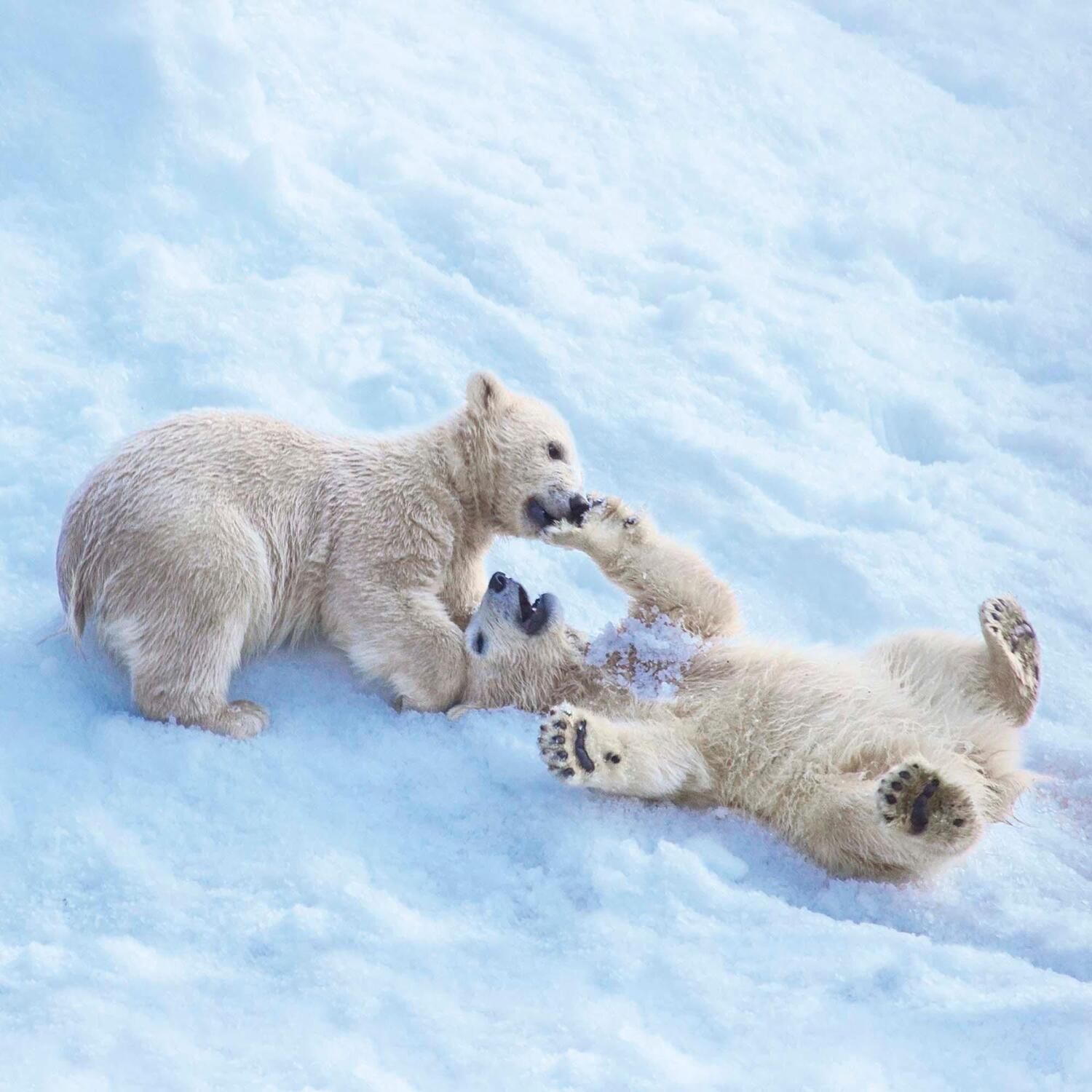 Bild: 9783959294638 | Polar Bears/Eisbärchen 2025 | Kalender 2025 | Kalender | 28 S. | 2025