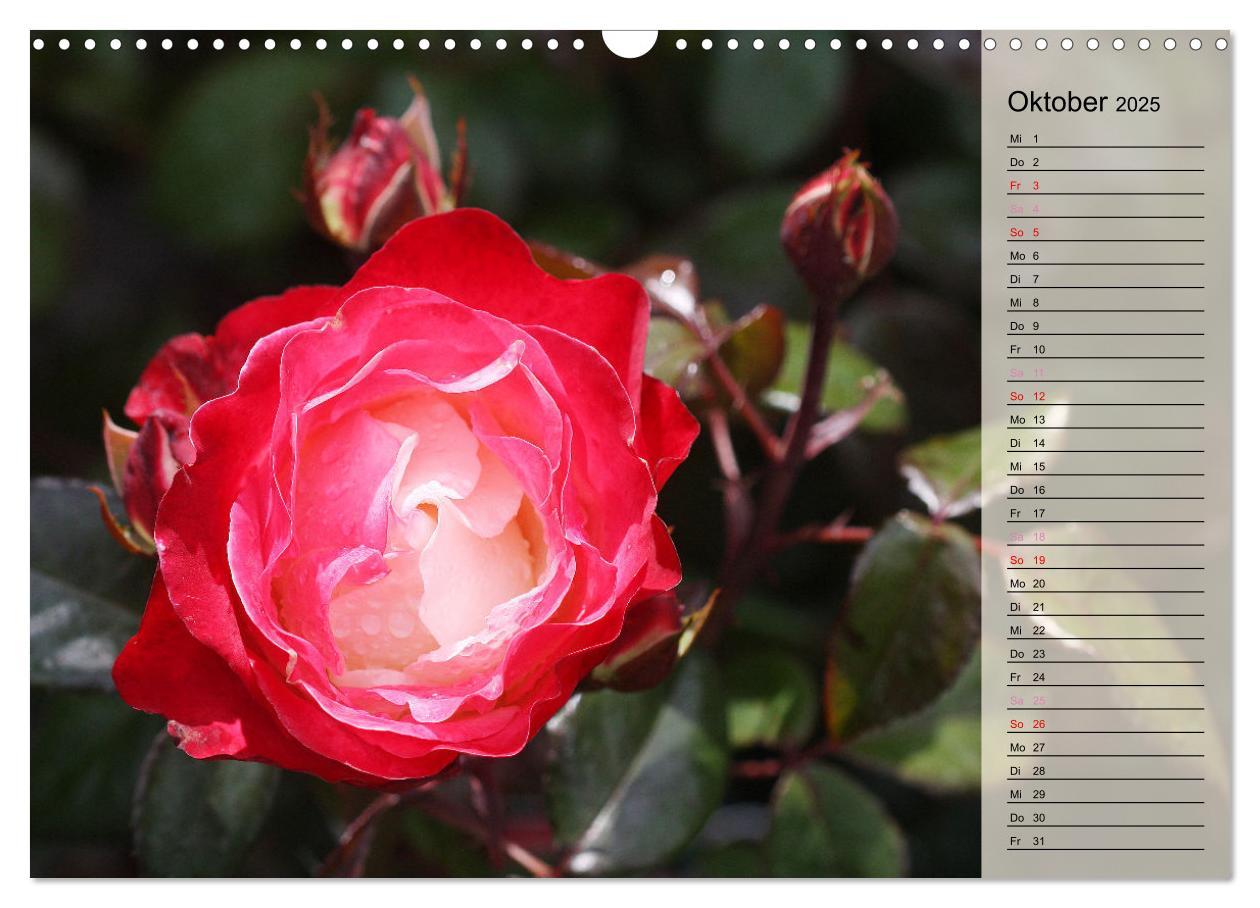 Bild: 9783457167700 | Rosensommer (Wandkalender 2025 DIN A3 quer), CALVENDO Monatskalender