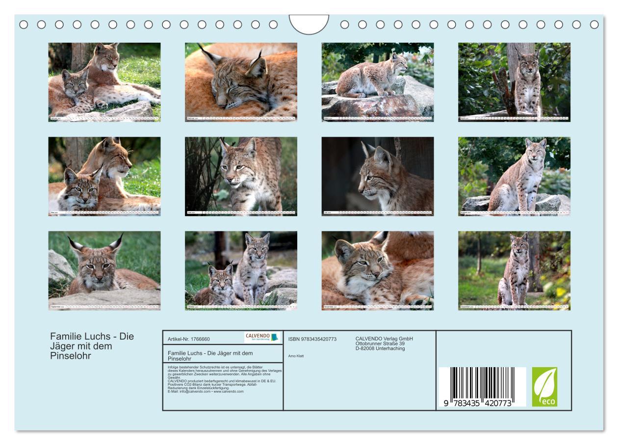 Bild: 9783435420773 | Familie Luchs - Die Jäger mit dem Pinselohr (Wandkalender 2025 DIN...