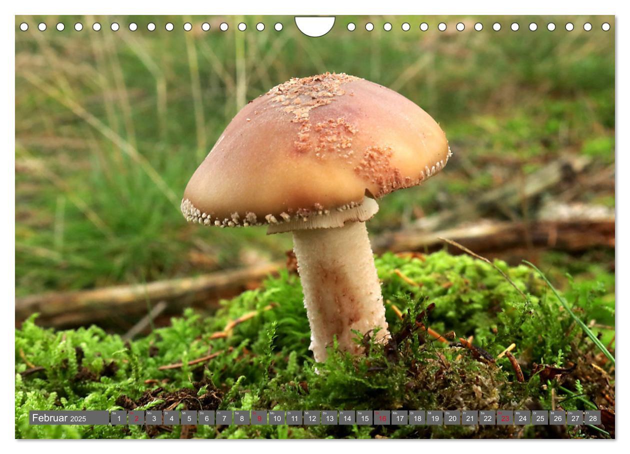 Bild: 9783435078844 | PILZE IM WALD (Wandkalender 2025 DIN A4 quer), CALVENDO Monatskalender