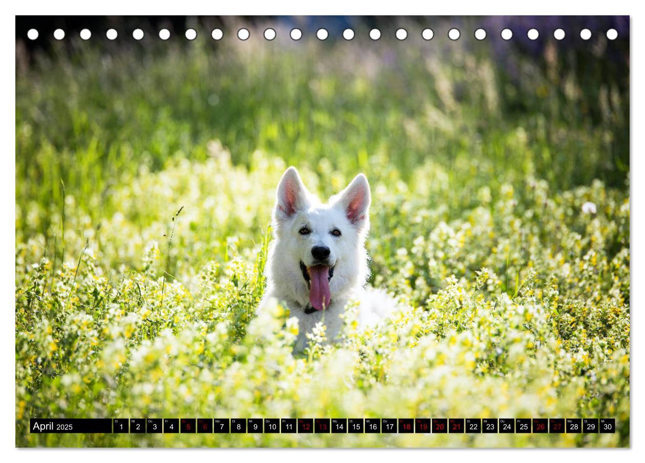 Bild: 9783435414574 | Weiße Schäferhunde in schönen Landschaften (Tischkalender 2025 DIN...