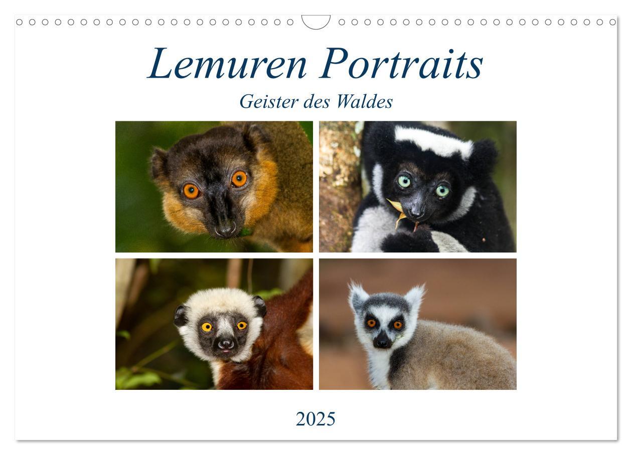 Cover: 9783435388899 | Lemuren Portraits (Wandkalender 2025 DIN A3 quer), CALVENDO...