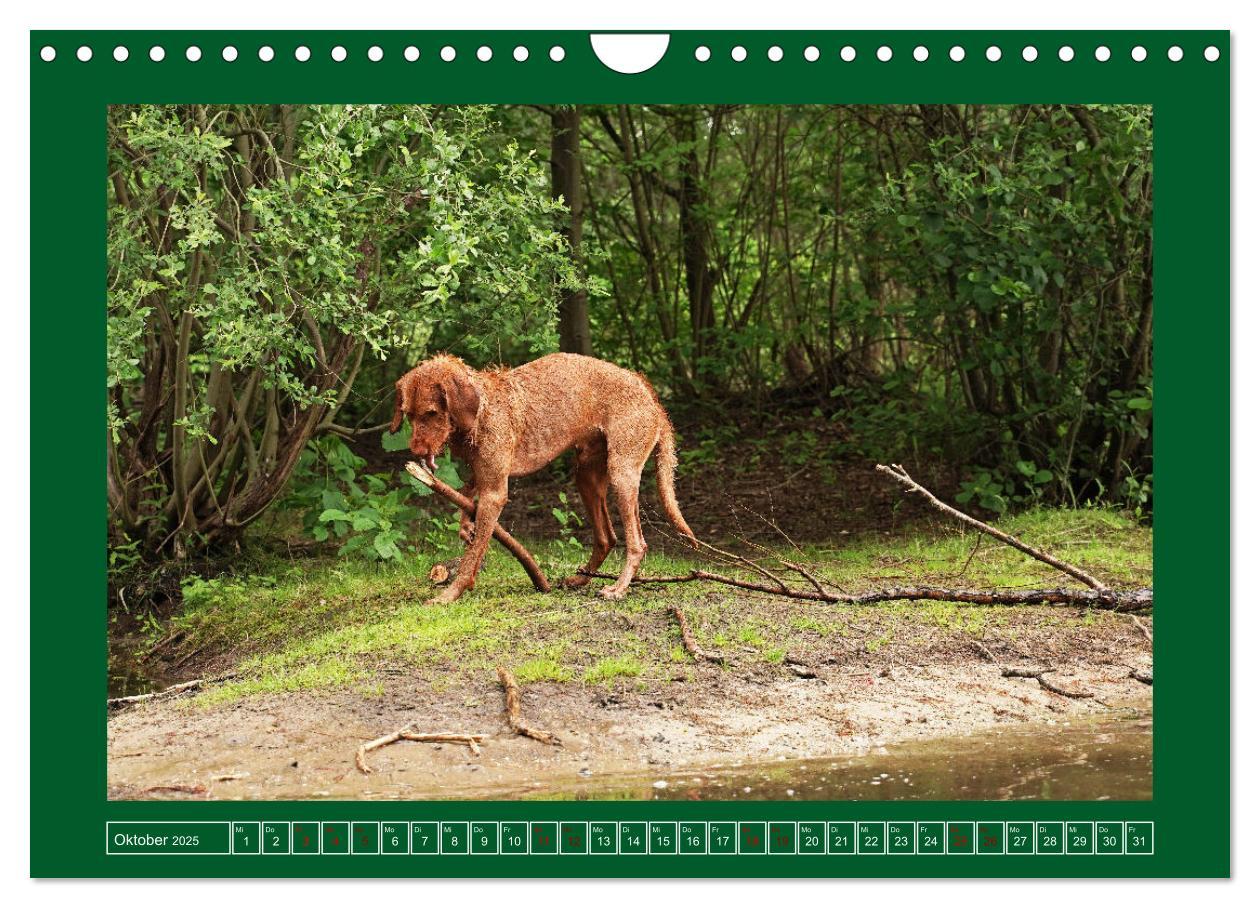 Bild: 9783383962295 | Faszination Magyar Vizsla am See (Wandkalender 2025 DIN A4 quer),...