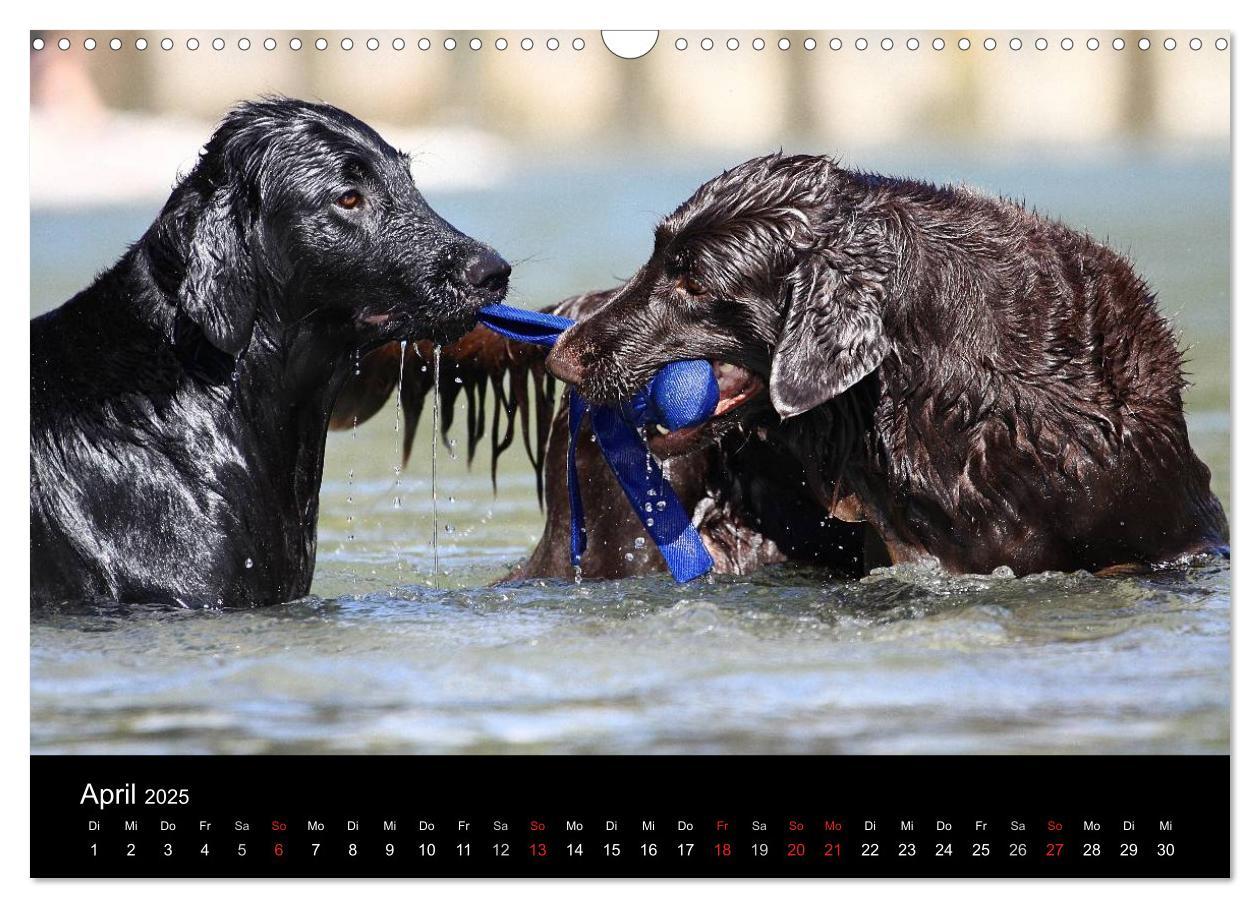 Bild: 9783435726066 | Flatcoated Retriever (Wandkalender 2025 DIN A3 quer), CALVENDO...