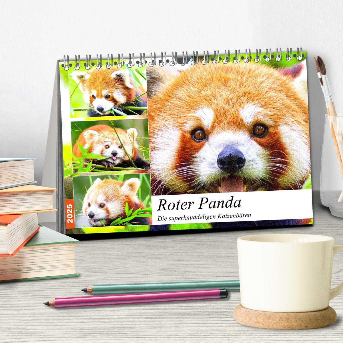 Bild: 9783435177394 | Roter Panda. Die superknuddeligen Katzenbären (Tischkalender 2025...