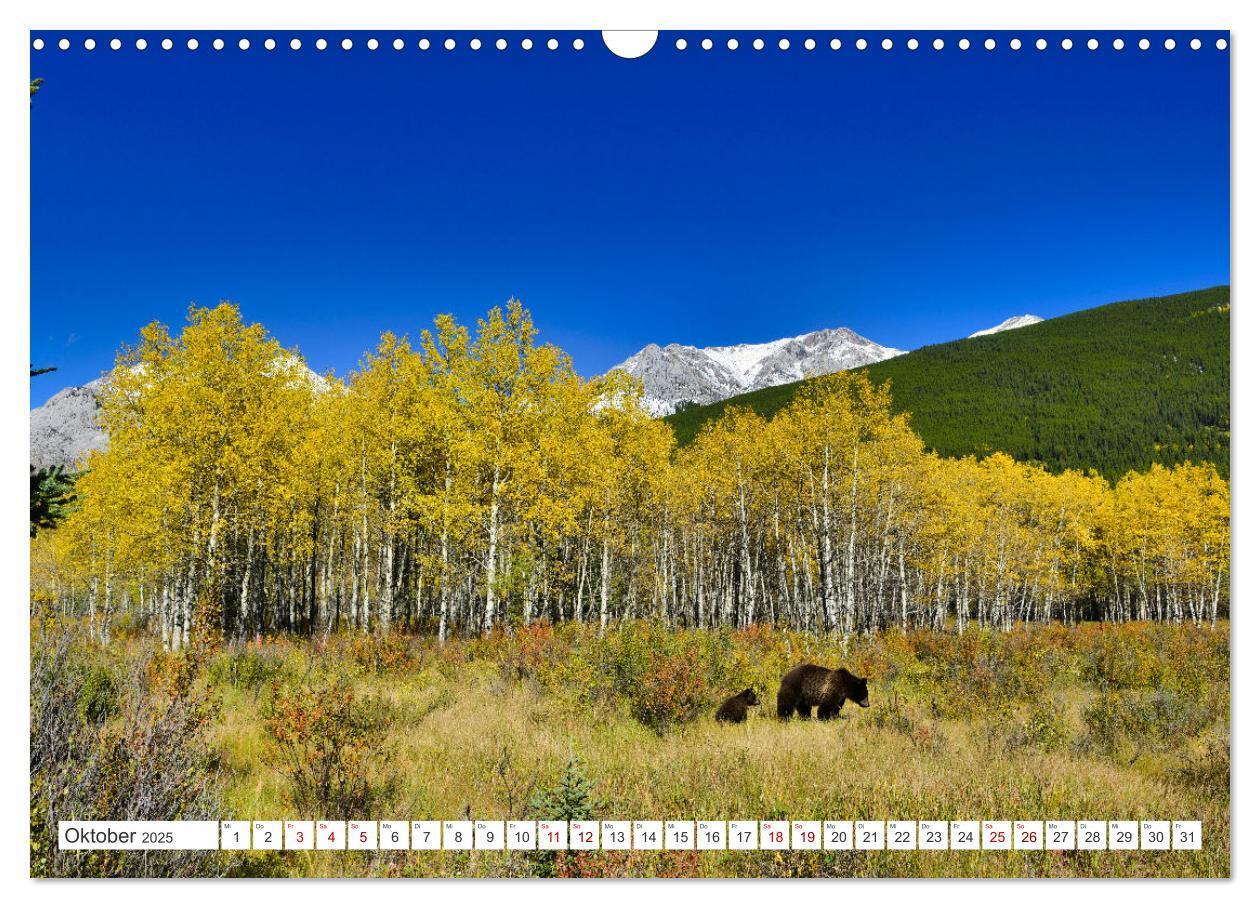 Bild: 9783383886898 | KANADA - Die Bären der Rocky Mountains (Wandkalender 2025 DIN A3...