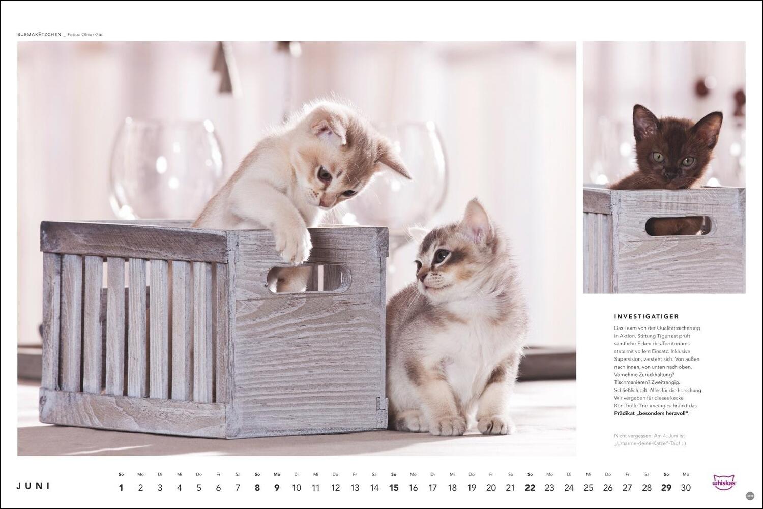 Bild: 9783756404971 | Whiskas Katzenkalender 2025 | Heye | Kalender | Spiralbindung | 14 S.