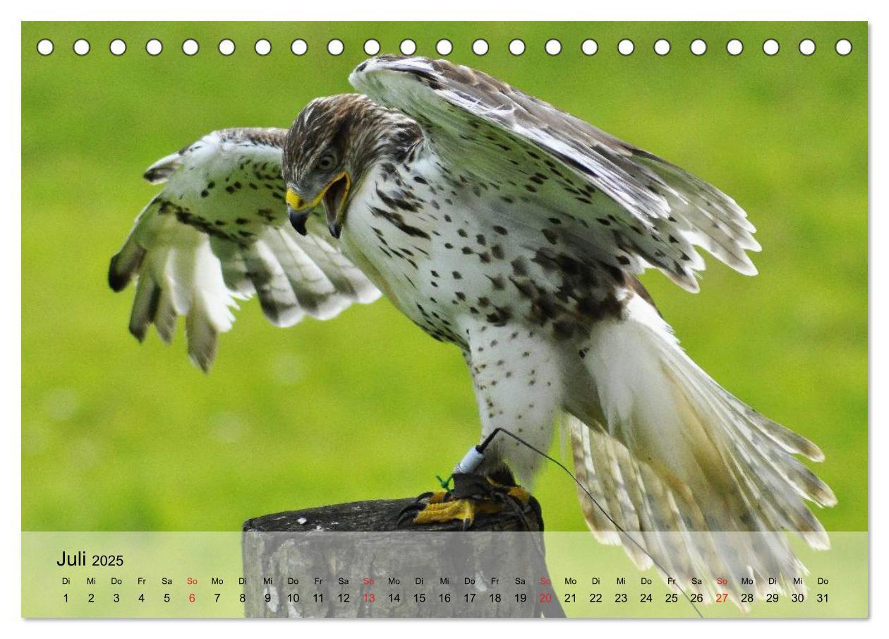 Bild: 9783435650330 | Falken und Greifvögel. Edle Jäger (Tischkalender 2025 DIN A5 quer),...