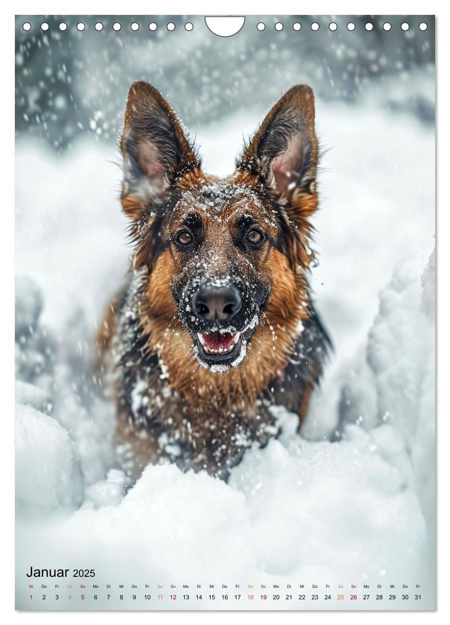 Bild: 9783383773389 | Deutscher Schäferhund - mutig und zuverlässig (Wandkalender 2025...