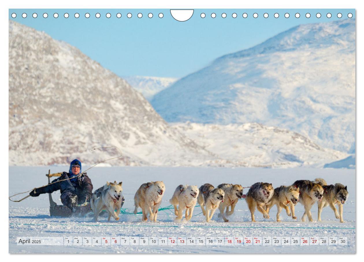 Bild: 9781325937998 | Greenland Dog - The Sled Dogs of Northern Greenland (Wall Calendar...