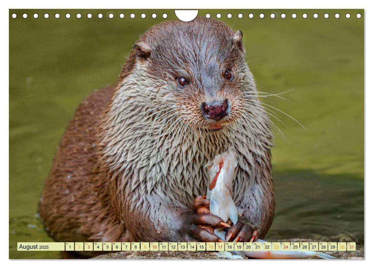 Bild: 9783435377145 | Fischotter - putzige Kerlchen und elegante Schwimmer (Wandkalender...