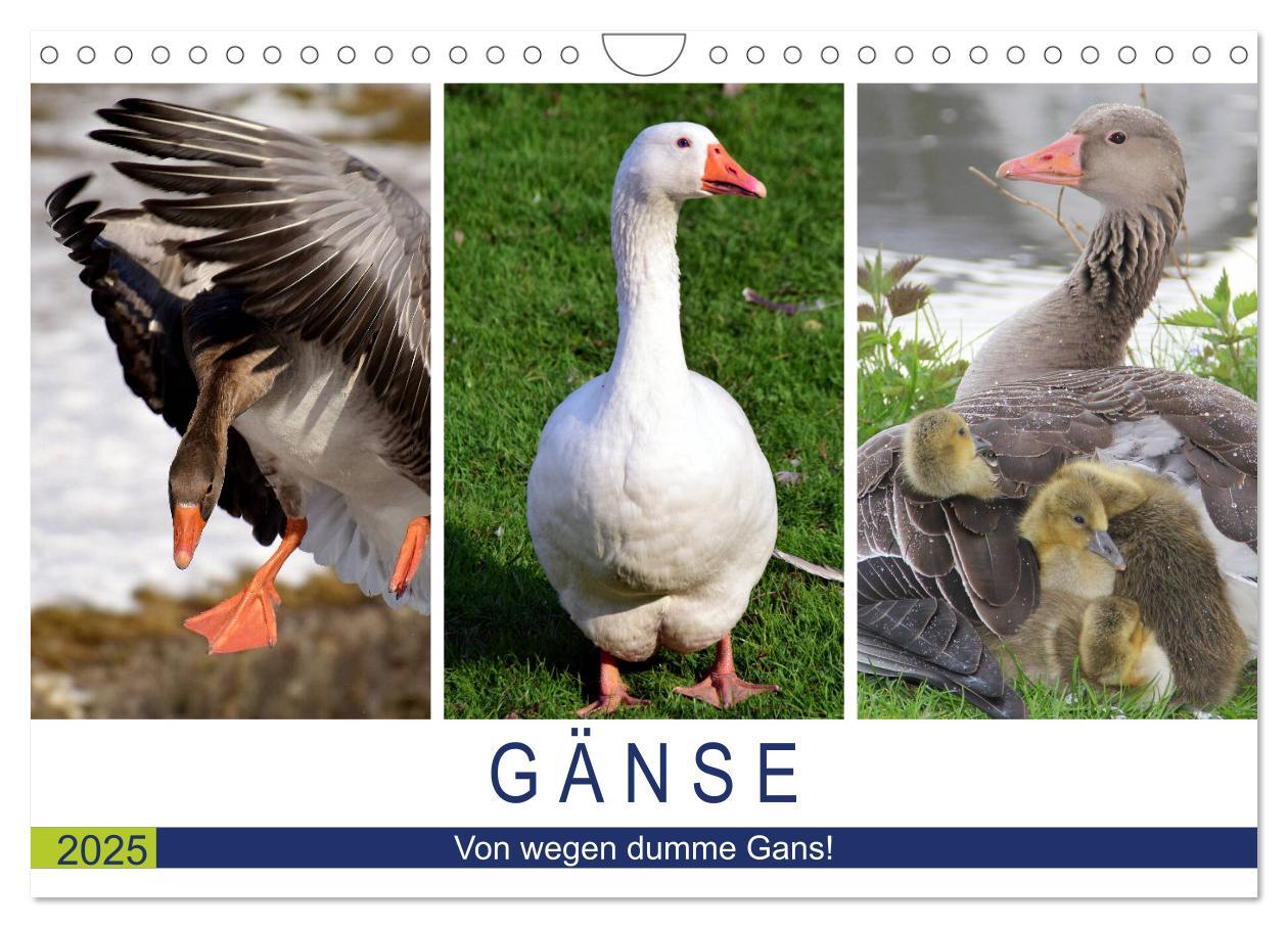 Cover: 9783435316755 | Gänse. Von wegen dumme Gans! (Wandkalender 2025 DIN A4 quer),...