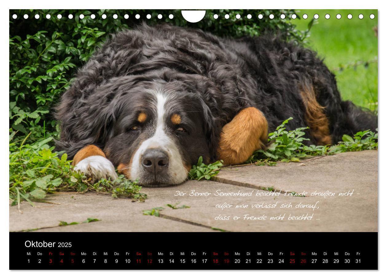 Bild: 9783435403431 | So ist er. Der Berner Sennenhund (Wandkalender 2025 DIN A4 quer),...