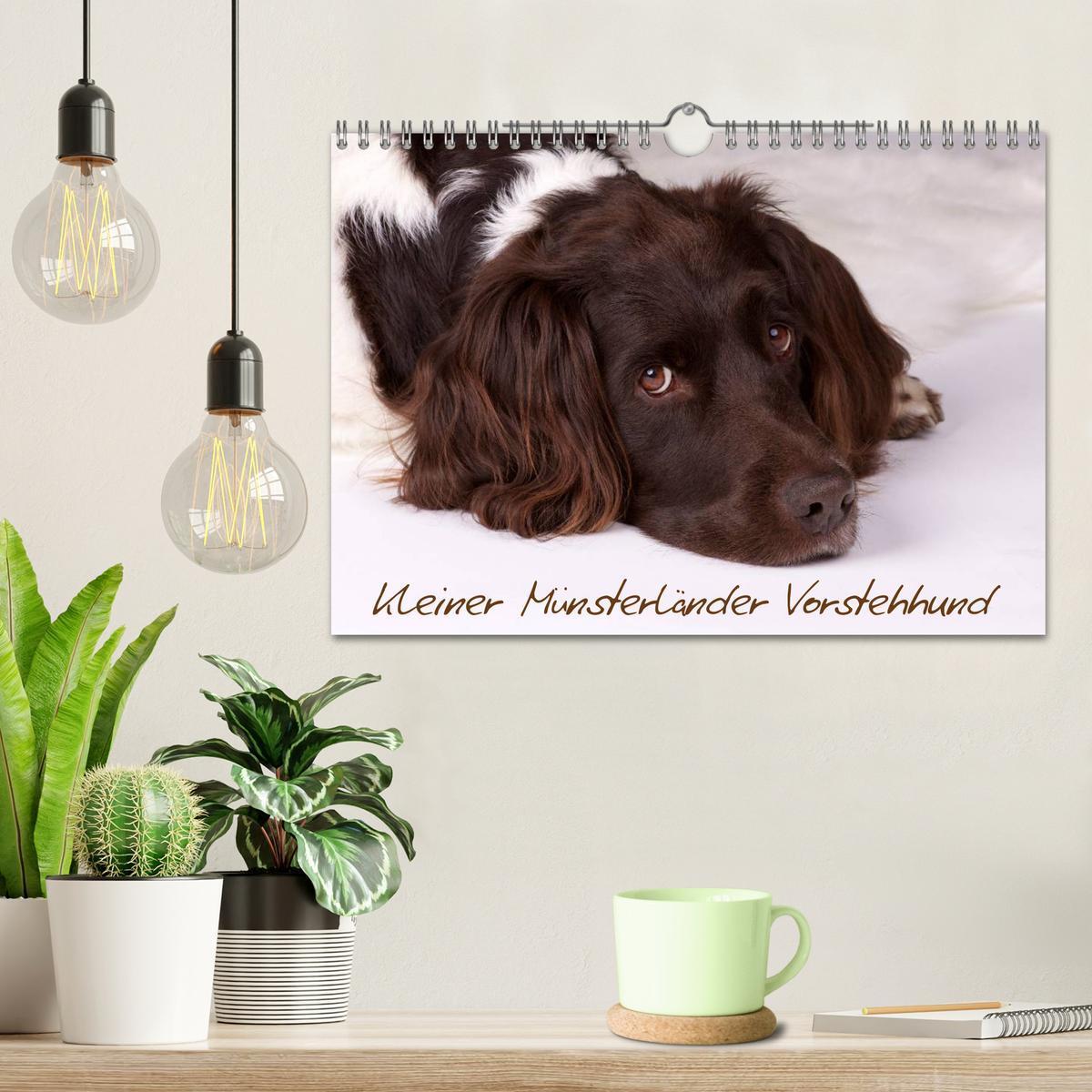 Bild: 9783435633081 | Kleiner Münsterländer Vorstehhund (Wandkalender 2025 DIN A4 quer),...