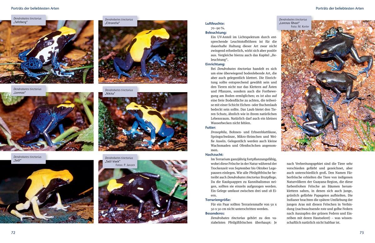 Bild: 9783866592995 | Faszinierende Pfeilgiftfrösche | Lebensraum, Haltung, Nachzucht | Buch