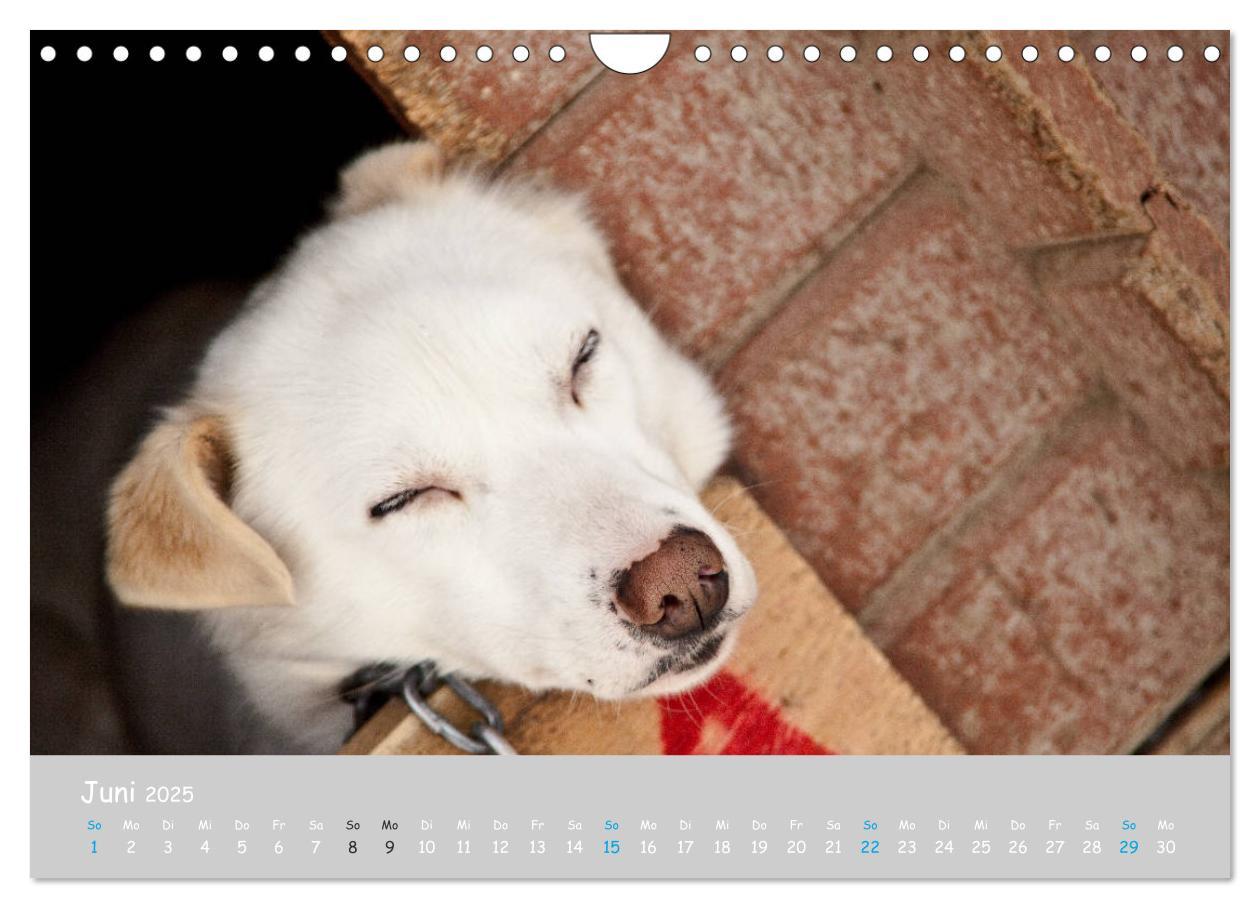 Bild: 9783435448890 | Alaskan Huskies (Wandkalender 2025 DIN A4 quer), CALVENDO...