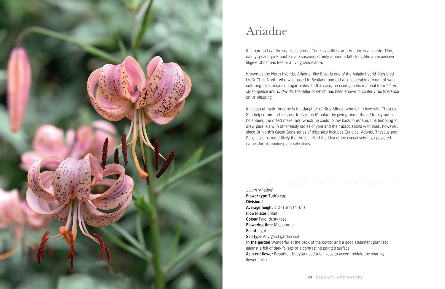 Bild: 9781911663003 | Lilies | Beautiful Varieties for Home and Garden | Naomi Slade | Buch