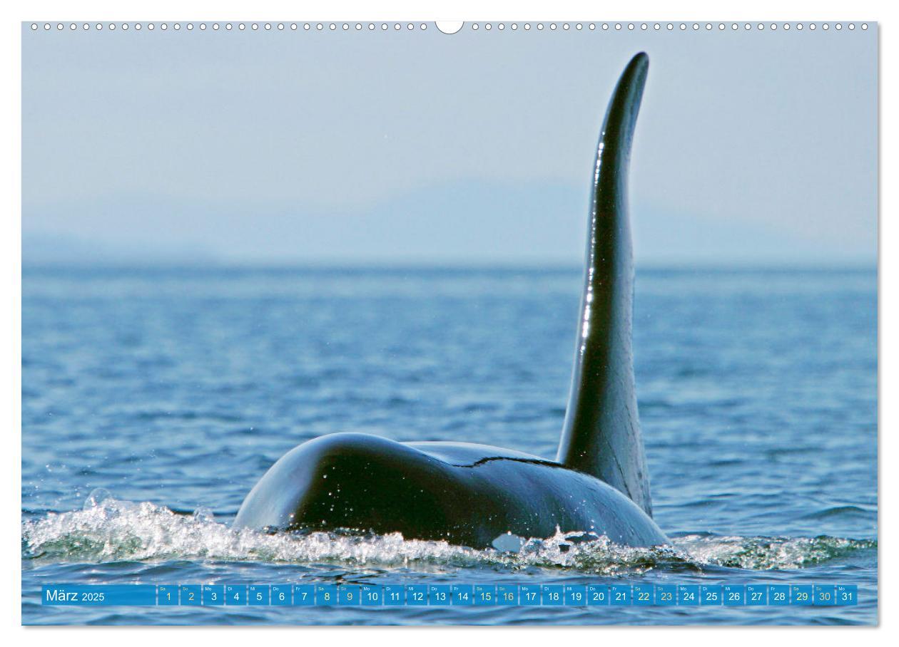 Bild: 9783383865626 | Orcas: Schwarz-weiße Giganten (Wandkalender 2025 DIN A2 quer),...