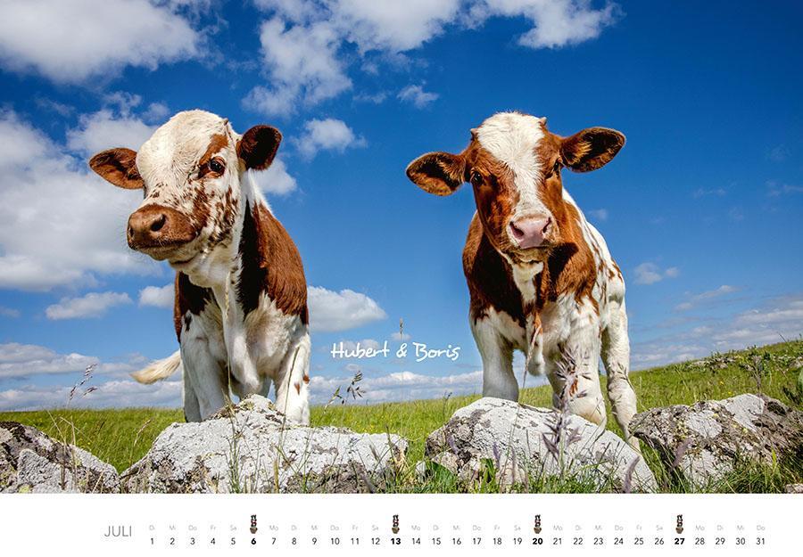 Bild: 9783966648226 | Kühe Kalender 2025 Wandkalender | J. -L. Klein (u. a.) | Kalender