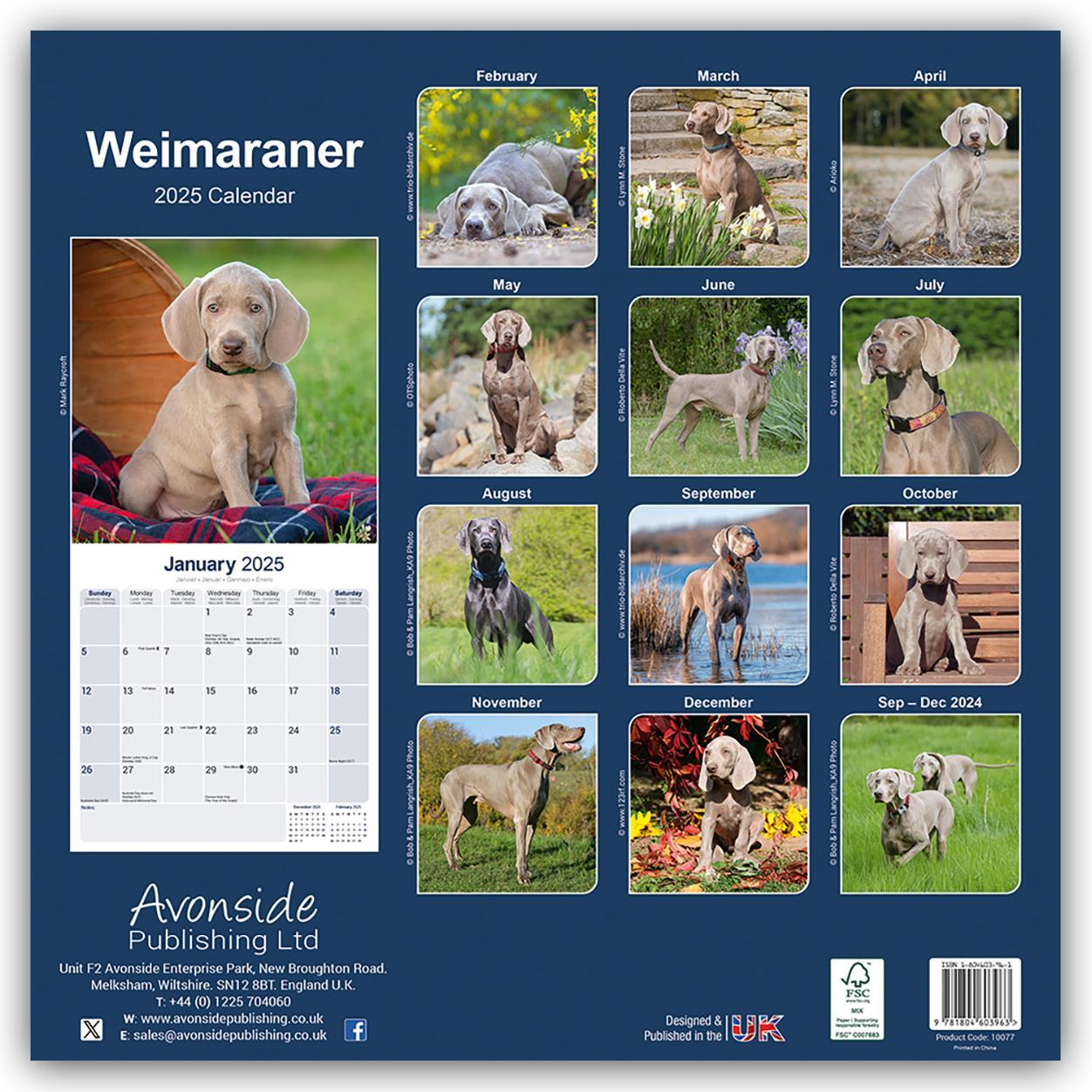 Rückseite: 9781804603963 | Weimaraner - Weimaraner 2025 - 16-Monatskalender | Ltd | Kalender