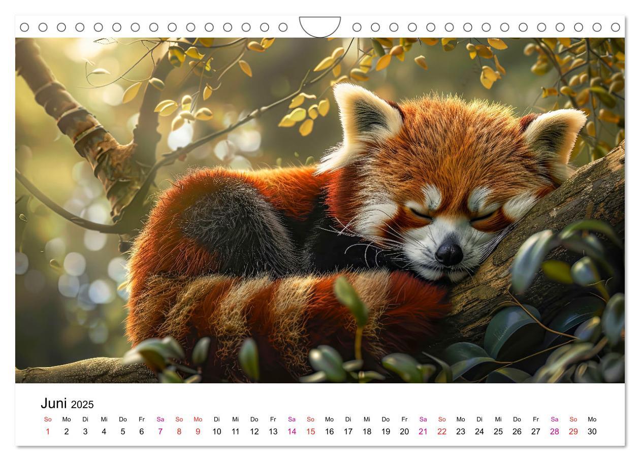 Bild: 9783457137178 | Der Rote Panda (Wandkalender 2025 DIN A4 quer), CALVENDO...