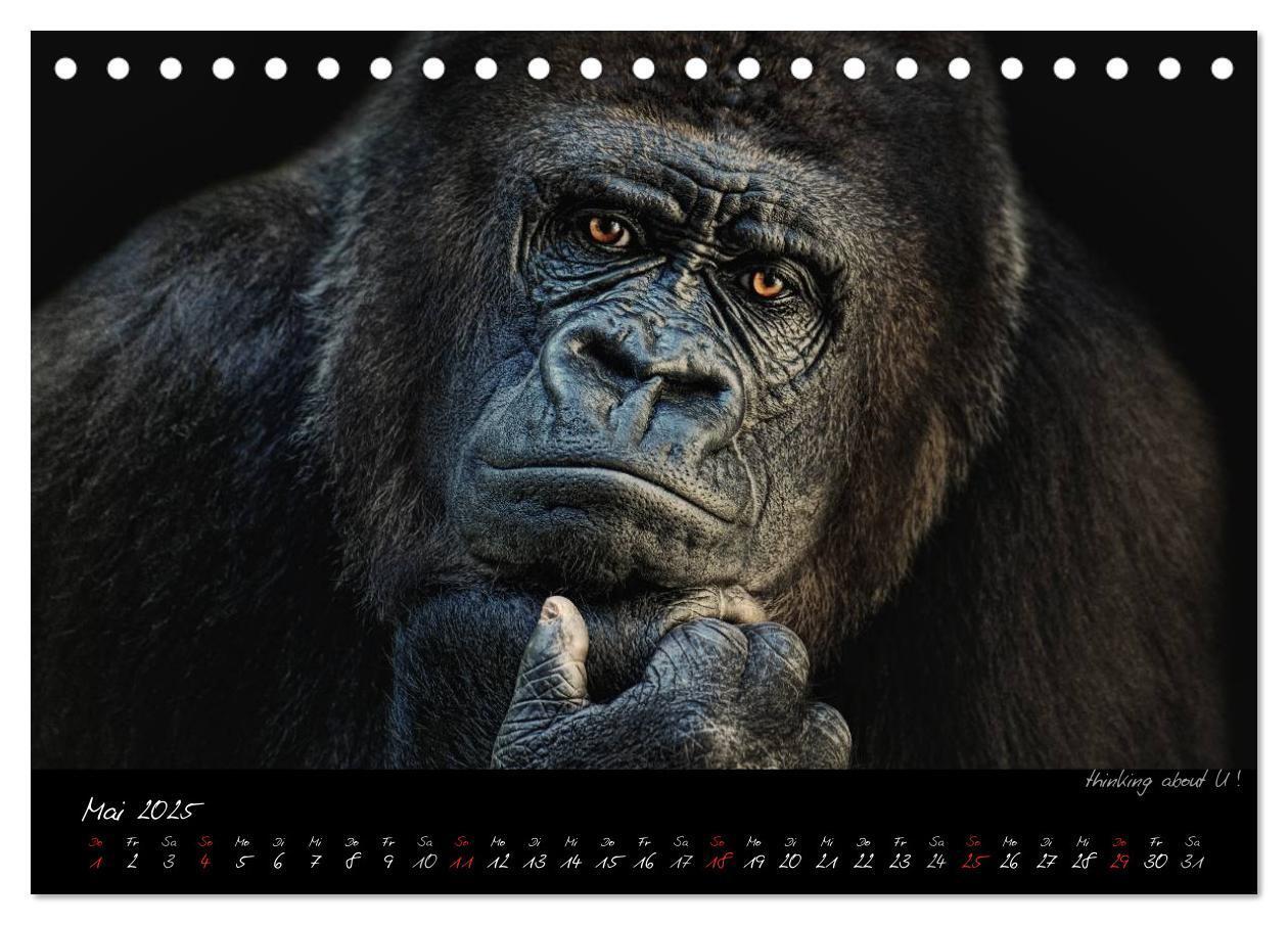 Bild: 9783435726028 | Gorilla (Tischkalender 2025 DIN A5 quer), CALVENDO Monatskalender