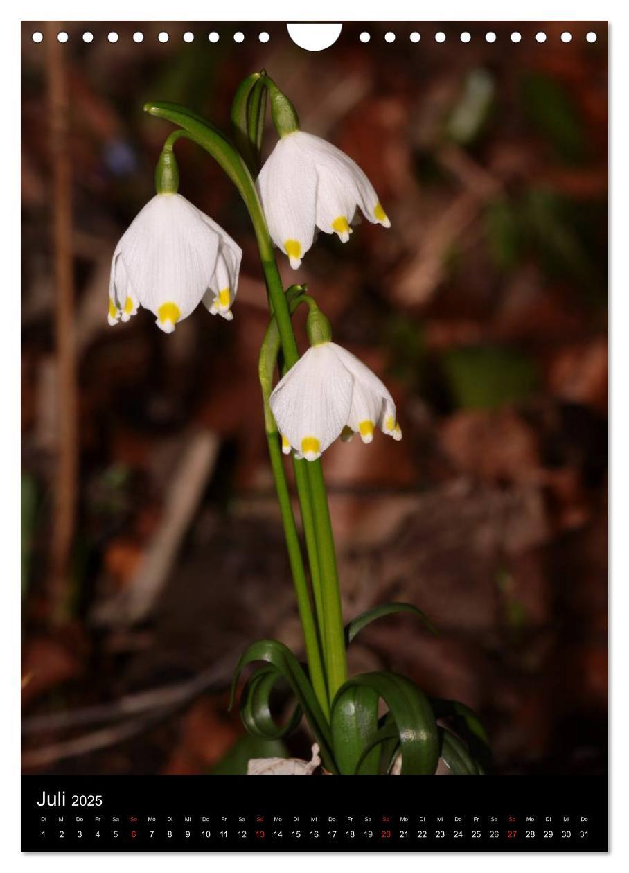 Bild: 9783457064566 | Seltene Wildblumen (Wandkalender 2025 DIN A4 hoch), CALVENDO...