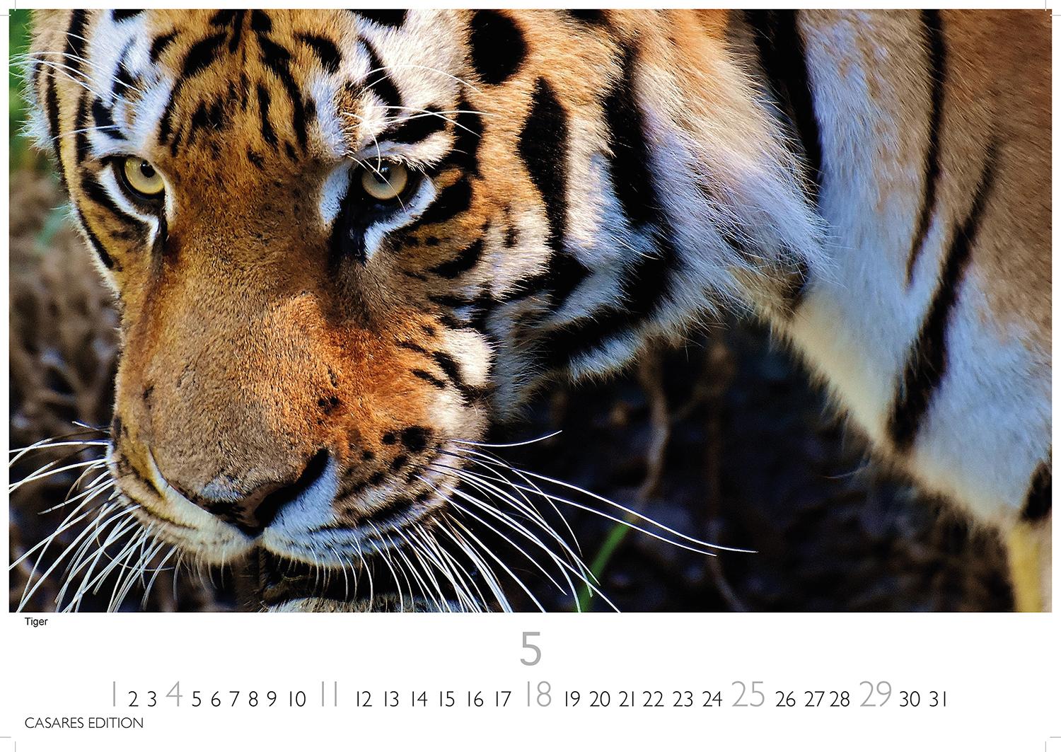 Bild: 9781835241257 | Big Cats 2025 S 24x35cm | Kalender | 14 S. | Deutsch | 2025