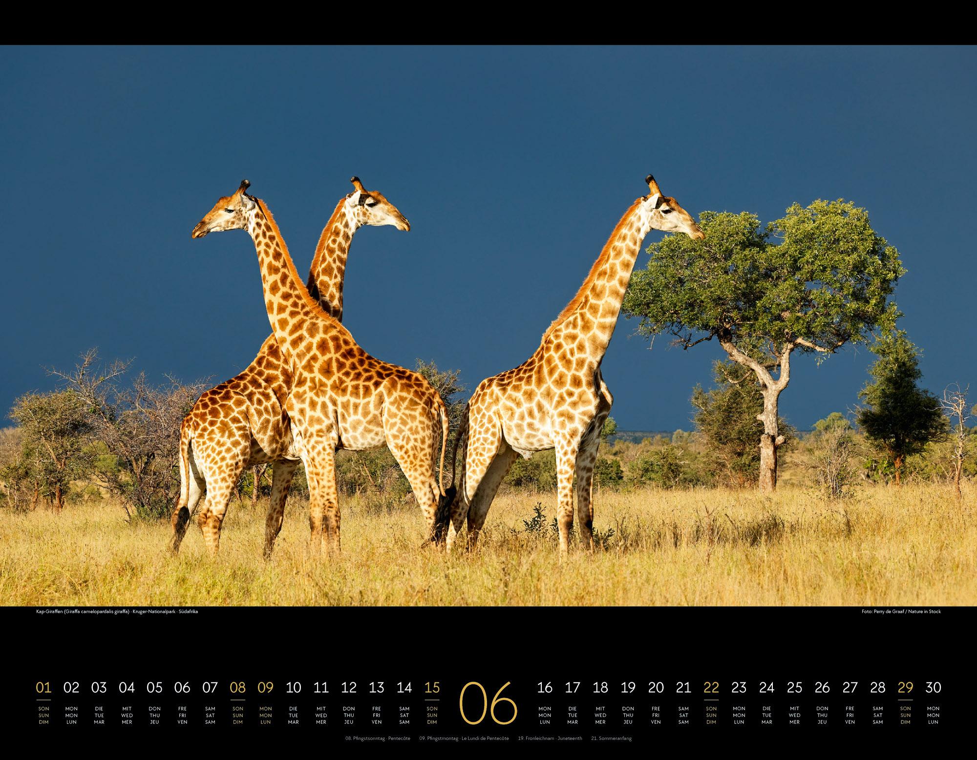 Bild: 9783838425900 | Wildes Afrika Kalender 2025 | Ackermann Kunstverlag | Kalender | 14 S.