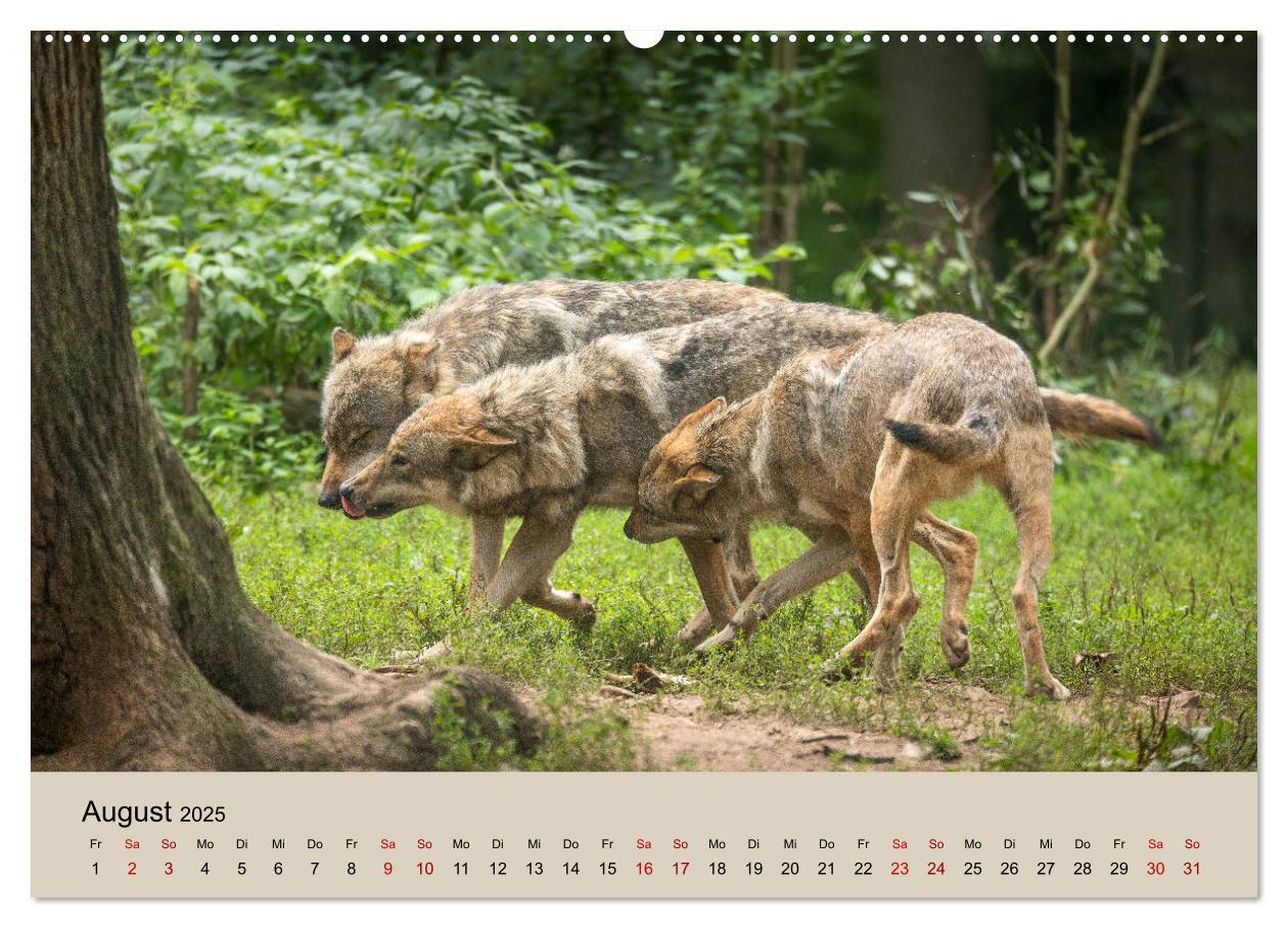 Bild: 9783435346219 | Wolfsrudel (Wandkalender 2025 DIN A2 quer), CALVENDO Monatskalender