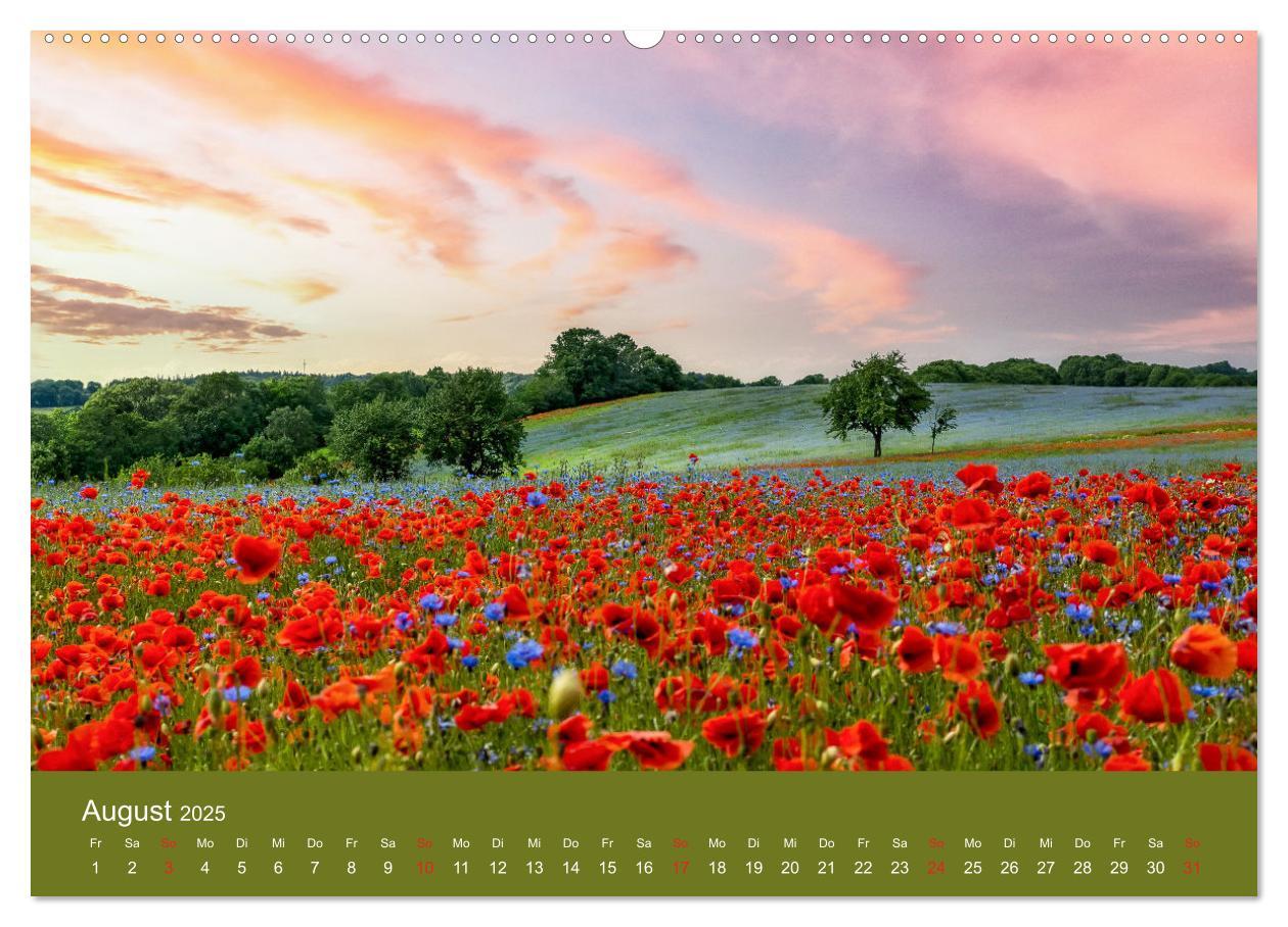 Bild: 9783435121885 | Mohnblumen Romantik (Wandkalender 2025 DIN A2 quer), CALVENDO...