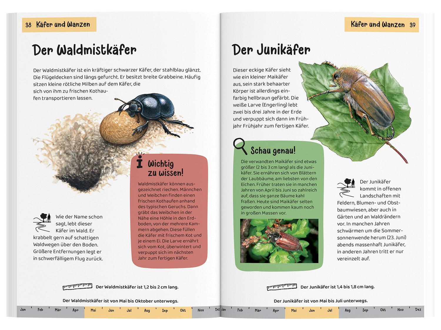 Bild: 9783440172421 | Was krabbelt denn da? Kindernaturführer | Bärbel Oftring | Taschenbuch