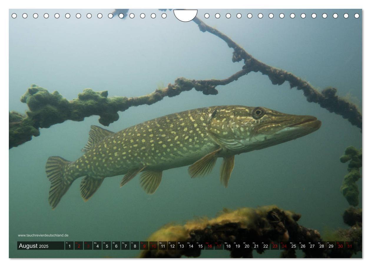 Bild: 9783435426034 | Tauchrevier Deutschland - Der Hecht (Esox lucius) (Wandkalender...