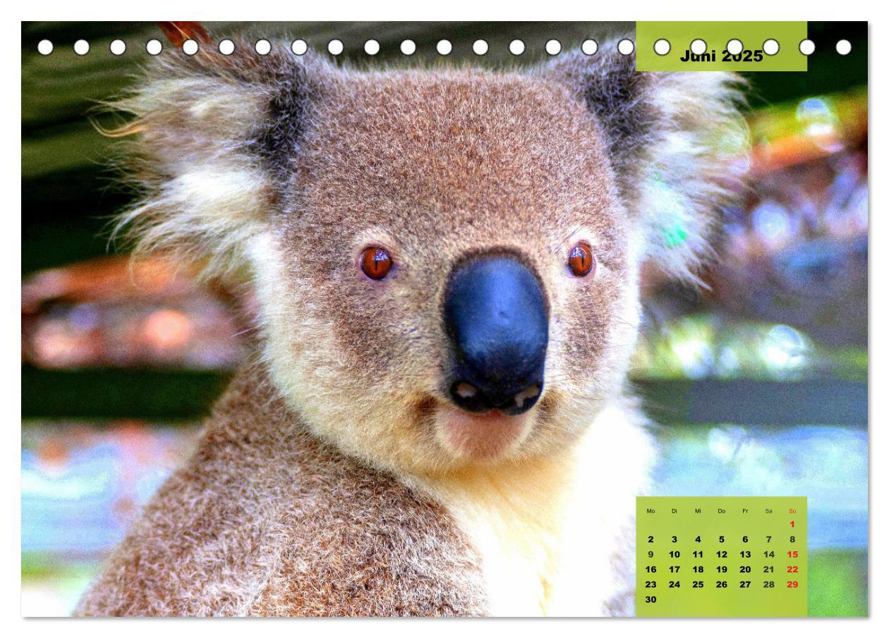 Bild: 9783435049752 | Koalas. Teddy-Alarm! (Tischkalender 2025 DIN A5 quer), CALVENDO...