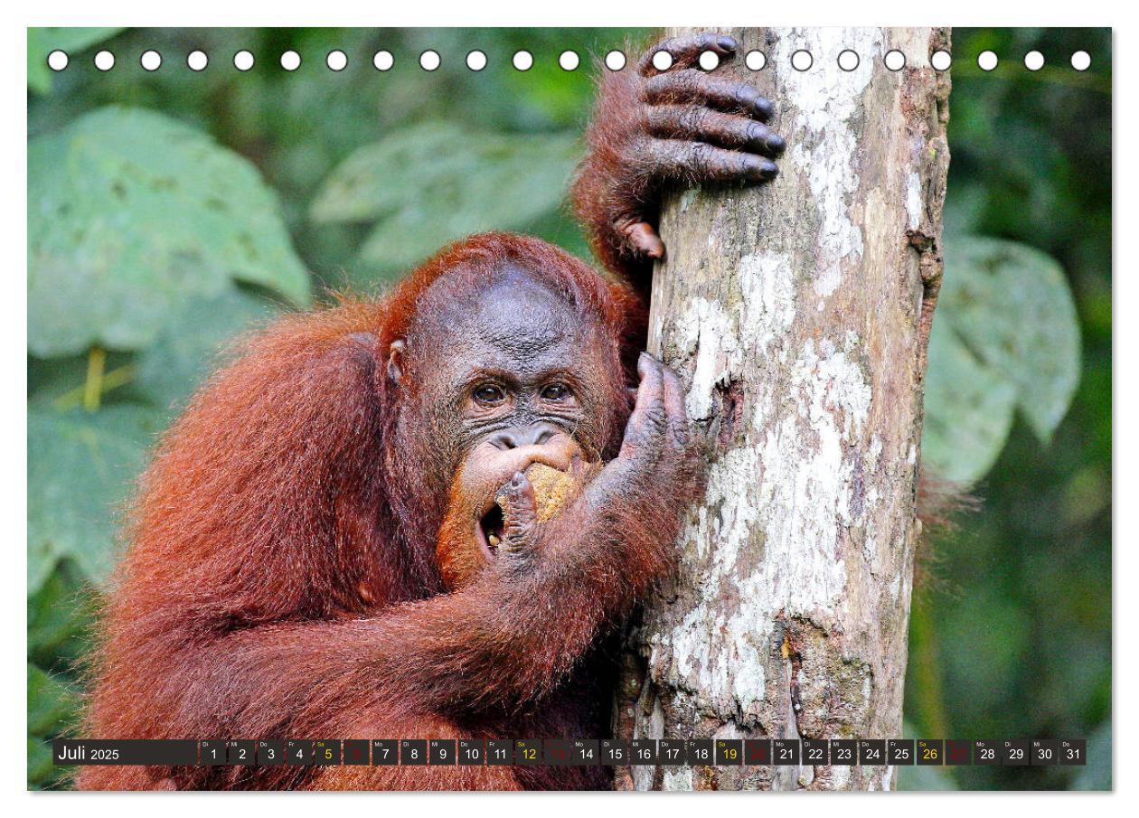 Bild: 9783435355327 | Waldmenschen - Orang Utans auf Borneo (Tischkalender 2025 DIN A5...