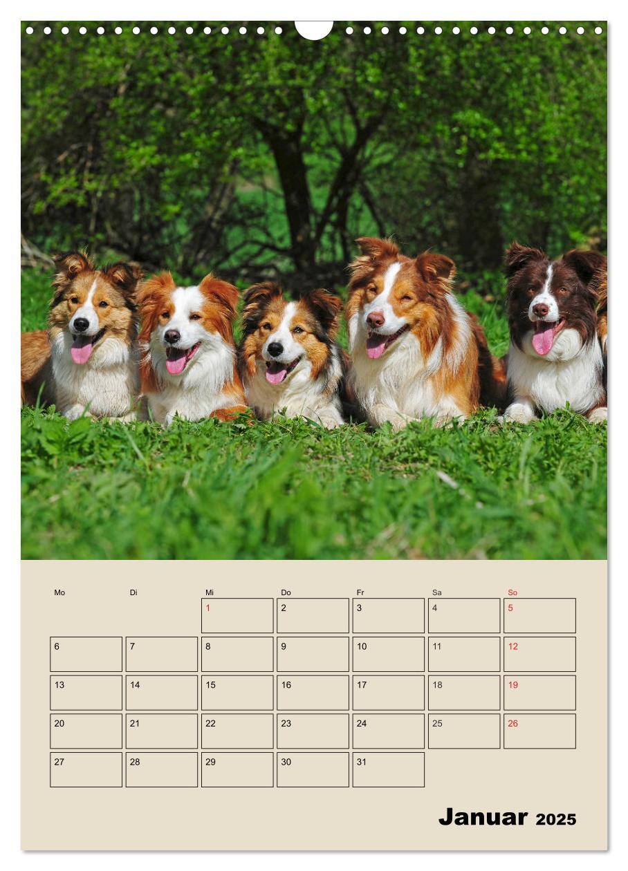 Bild: 9783435959204 | Border Collie - Ein Familienplaner (Wandkalender 2025 DIN A3 hoch),...