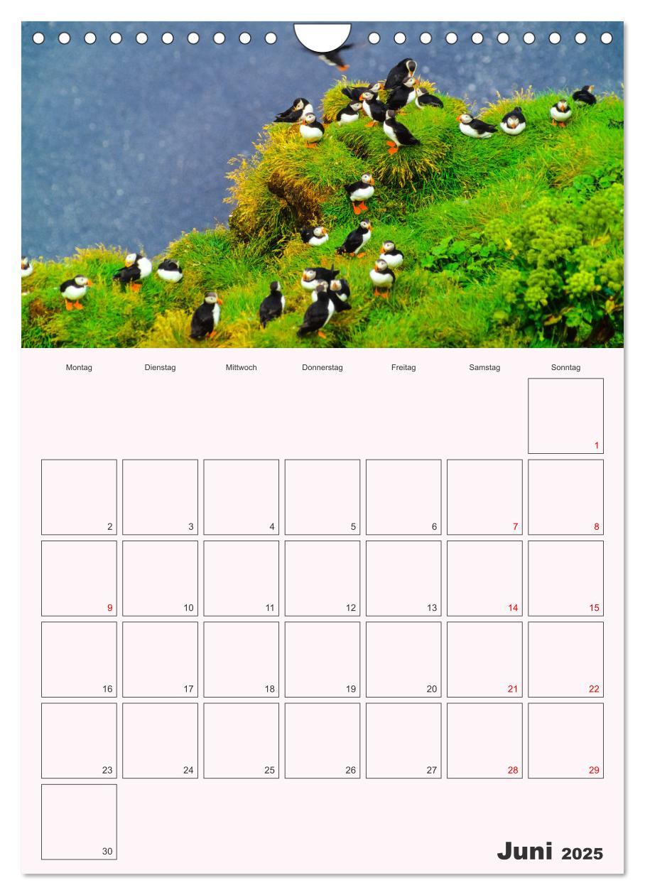 Bild: 9783435927678 | Papageitaucher Monatsplaner (Wandkalender 2025 DIN A4 hoch),...