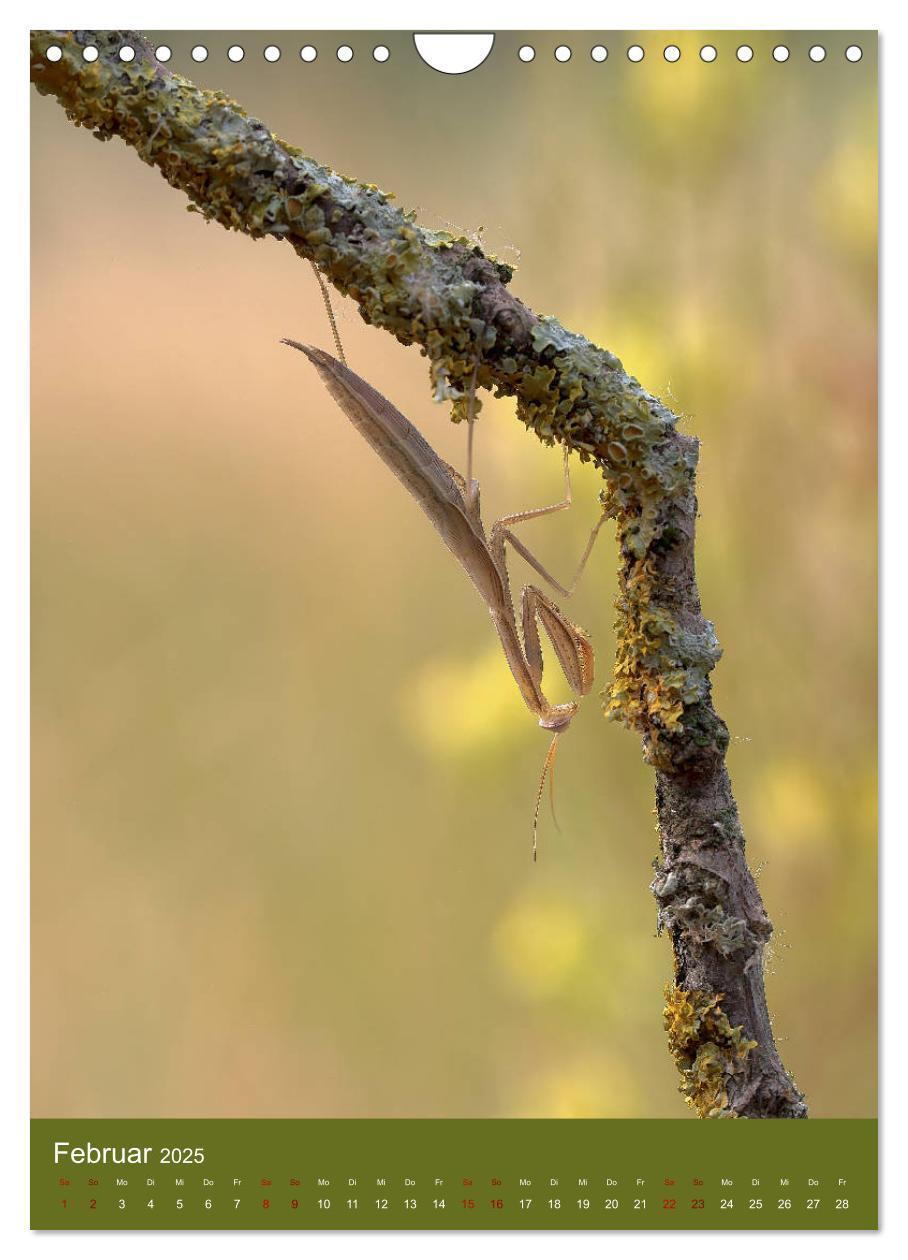 Bild: 9783435984558 | Die Gottesanbeterin. Räuber der Insektenwelt. (Wandkalender 2025...