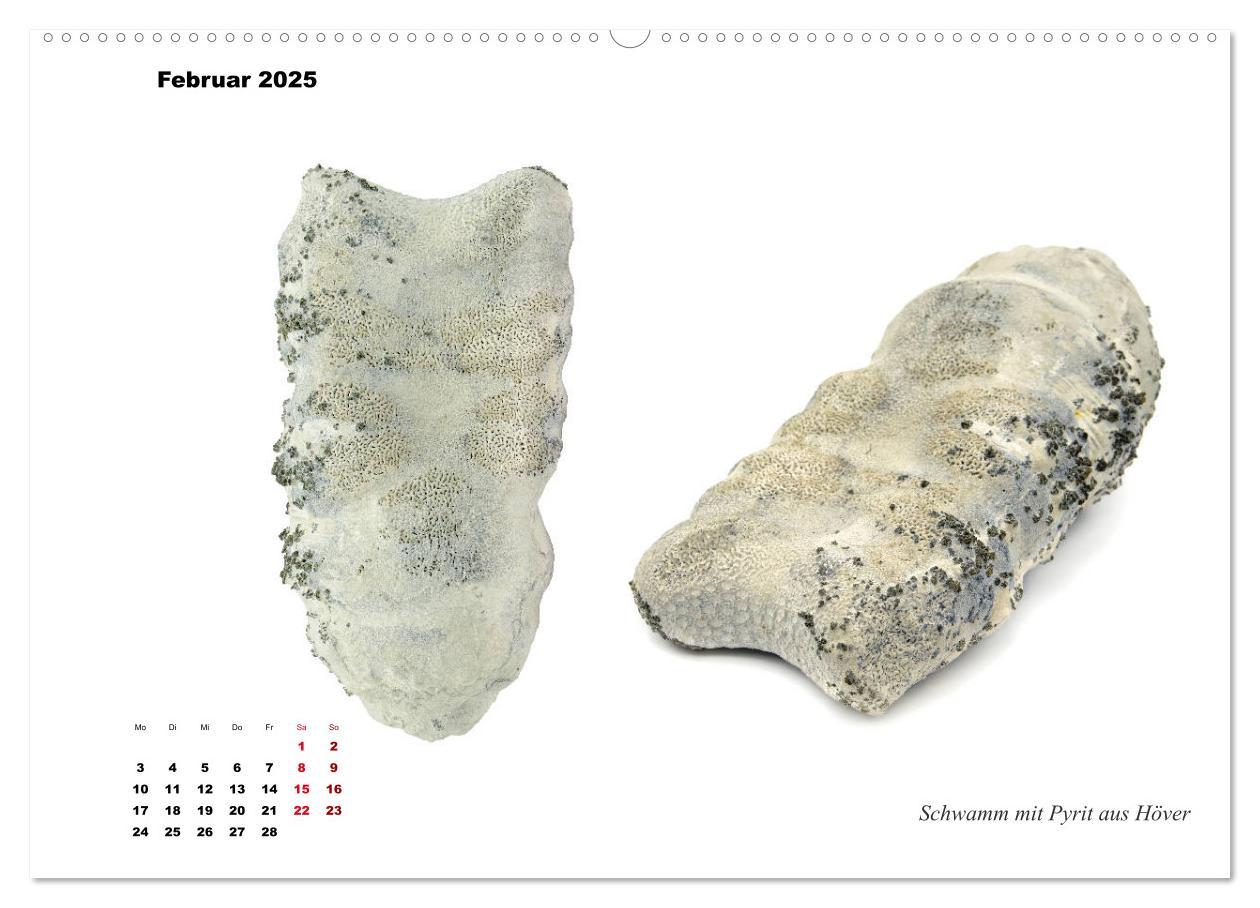 Bild: 9783435253517 | Fossilien - Ammoniten, Trilobiten, Erdgeschichte (Wandkalender 2025...