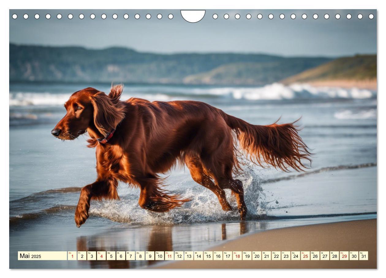 Bild: 9783435010844 | Irish Setter - Anmut pur (Wandkalender 2025 DIN A4 quer), CALVENDO...