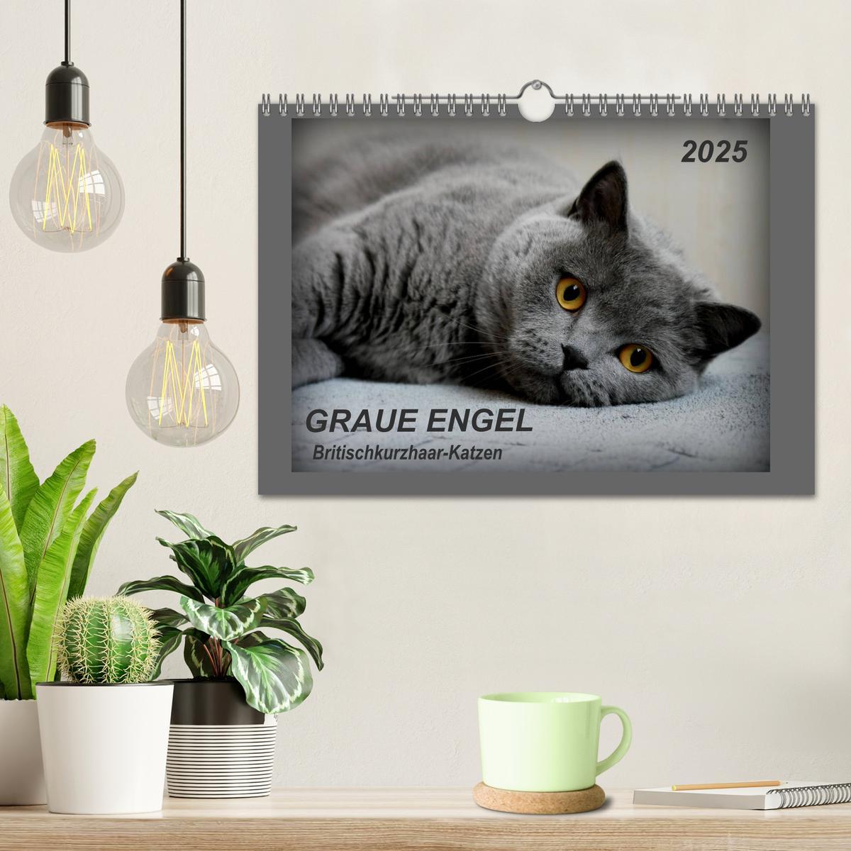 Bild: 9783435401673 | GRAUE ENGEL Britischkurzhaar-Katzen (Wandkalender 2025 DIN A4...