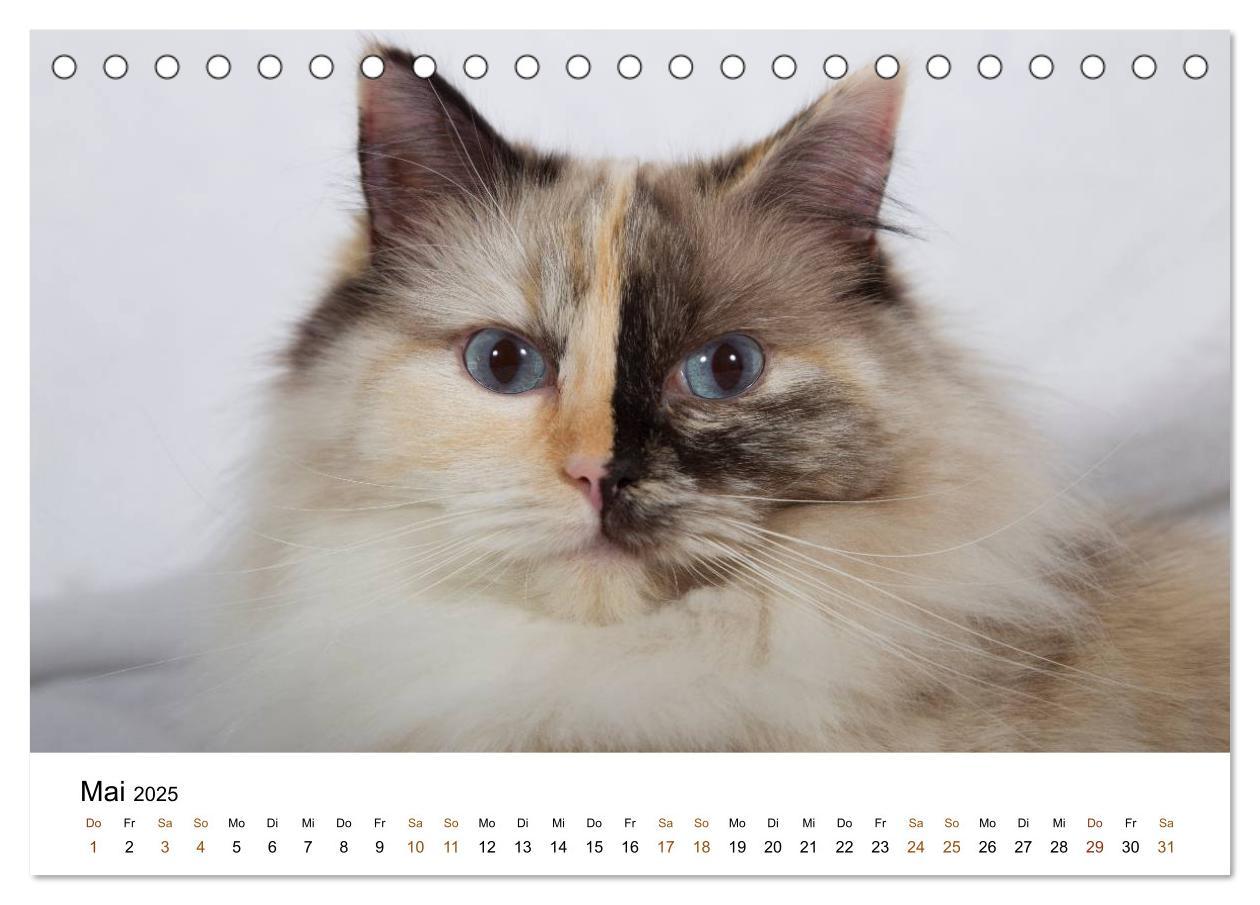 Bild: 9783435752904 | Ragdolls (Tischkalender 2025 DIN A5 quer), CALVENDO Monatskalender