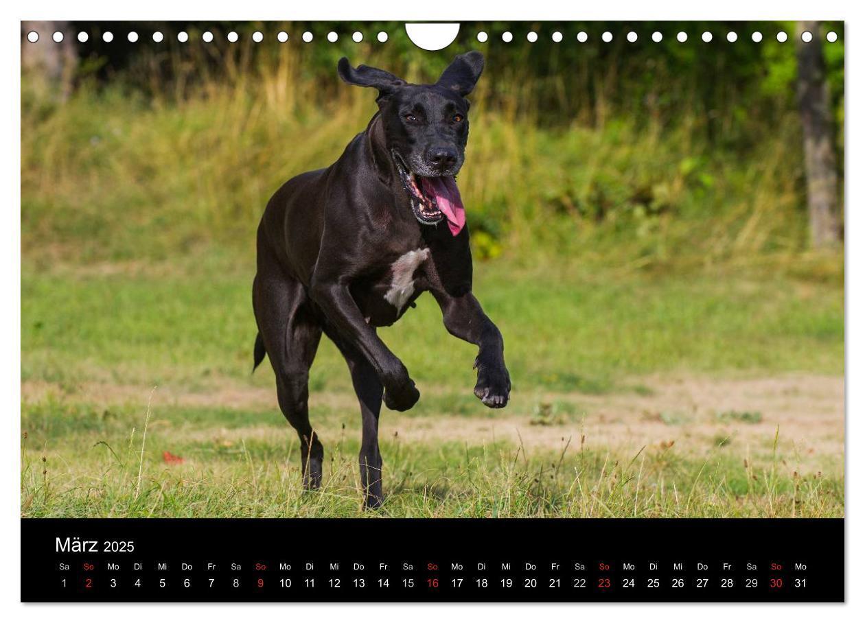 Bild: 9783435762293 | Deutsche Dogge 2025 (Wandkalender 2025 DIN A4 quer), CALVENDO...