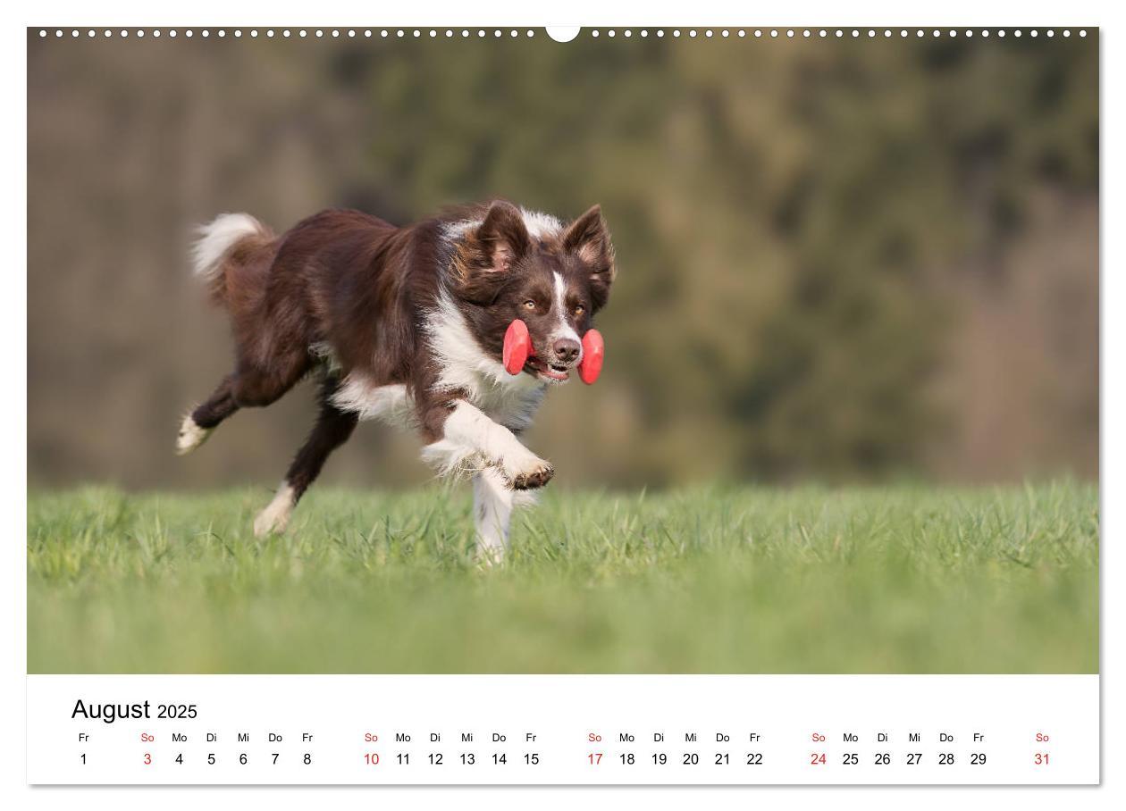 Bild: 9783435188130 | Border Collie - Bunt und clever! (hochwertiger Premium Wandkalender...